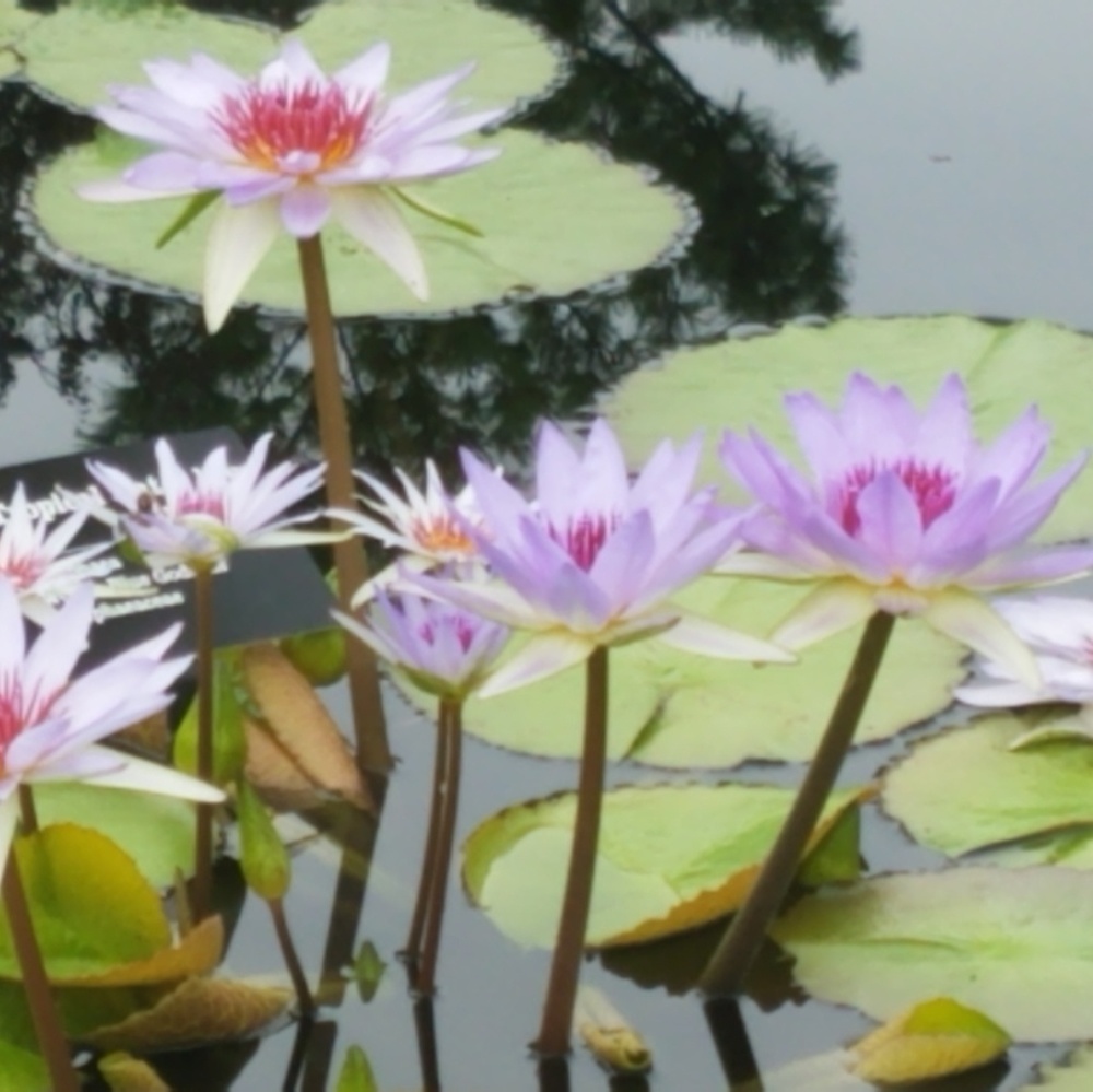 Meet your Posher, Janeth